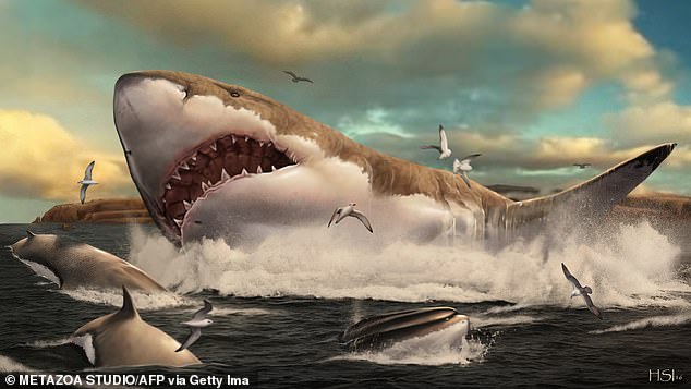 Researchers at the University of California, Riverside, say that by basing estimates on modern white sharks, previous studies gave the wrong idea about the megalodon's shape (artist's impression)