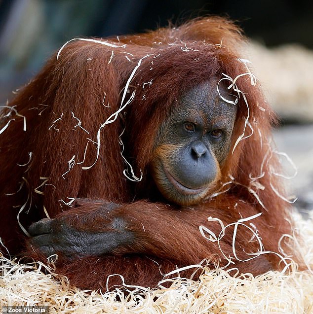 Melbourne Zoo has announced the death of 45-year-old orangutan, Kiani (pictured), just hours after the zoo went into lockdown following fears a baboon was on the loose