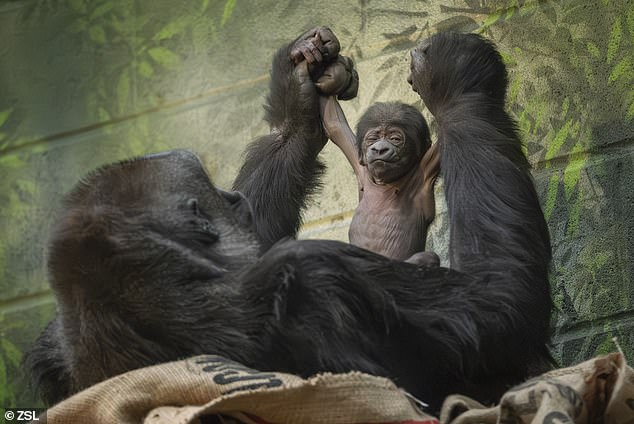 London Zoo has a new resident, in the form of an adorable young western lowland gorilla.  The little child was born to mother Mjukuu at 9.34am yesterday, after a quick delivery that lasted just 17 minutes