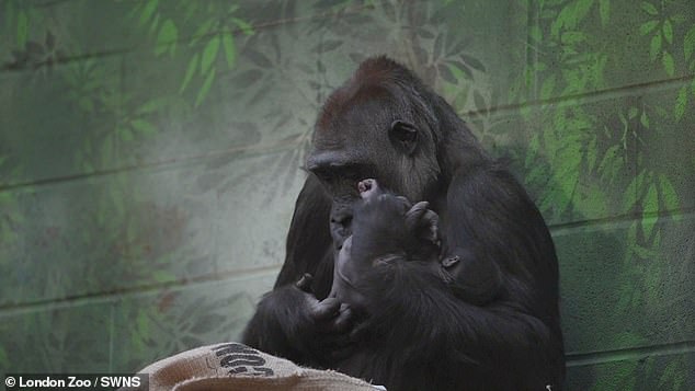 The zookeepers have kept their space so far and therefore do not yet know the sex of the child.  However, they have made sure to keep an eye on the mother and child through the CCTV cameras