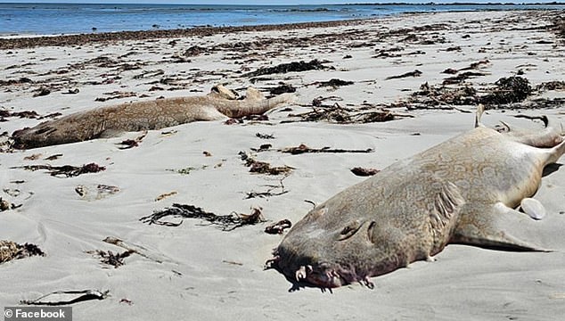 The animals were found scattered across several kilometers of beach at Eight Mile Creek, 15 miles south of Mount Gambier.