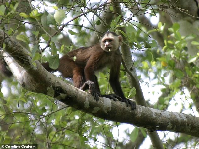 Marina Chapman claimed she spent five years of her childhood with capuchin monkeys (pictured in the Colombian jungle) in a rainforest