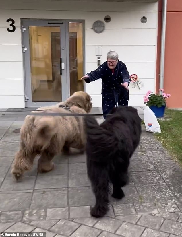 The Newfoundland terriers Leo and Teddy are so big and furry that people think they are bears