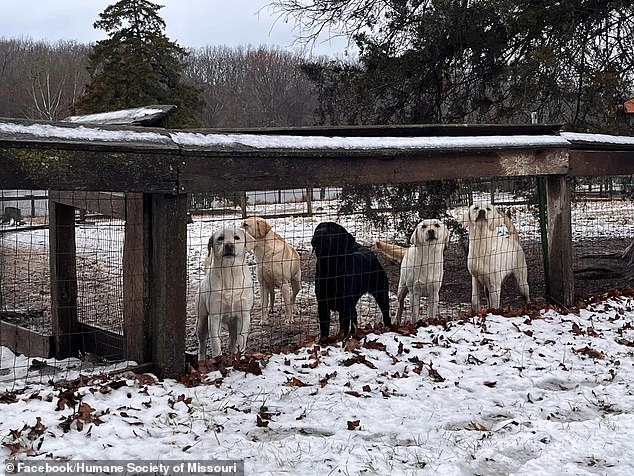 A total of 97 dogs were rescued Tuesday by the Human Society of Missouri from an unlicensed breeder, Sho-Me Labradors in Phelps County.