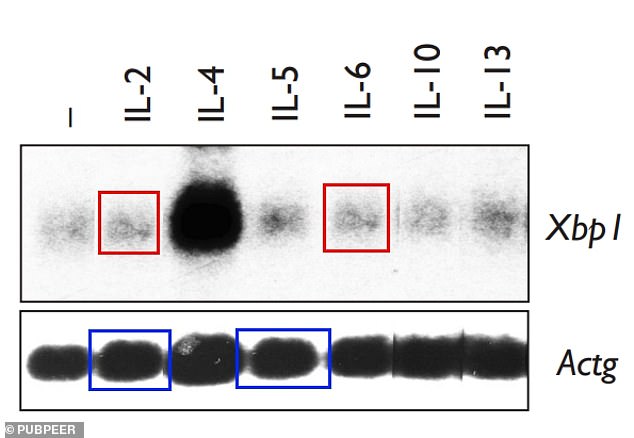 This image is reportedly one of many examples of spots, bands, and plots copied and pasted to represent a particular result in 57 articles by top Dana-Farber Cancer Institute staff.