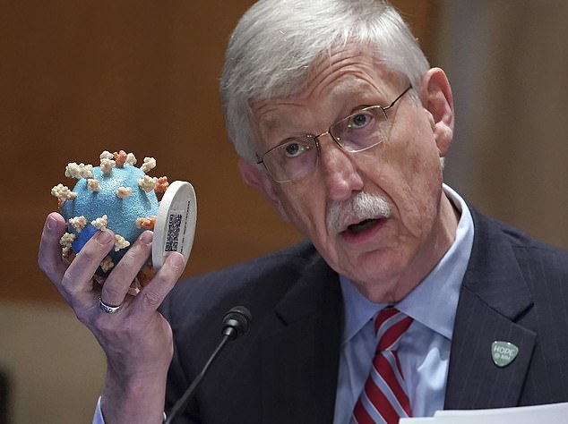 Dr.  Collins is pictured at a 2021 hearing before Congress.  Dr.  As head of the National Institutes of Health, Collins served as Dr.  Fauci