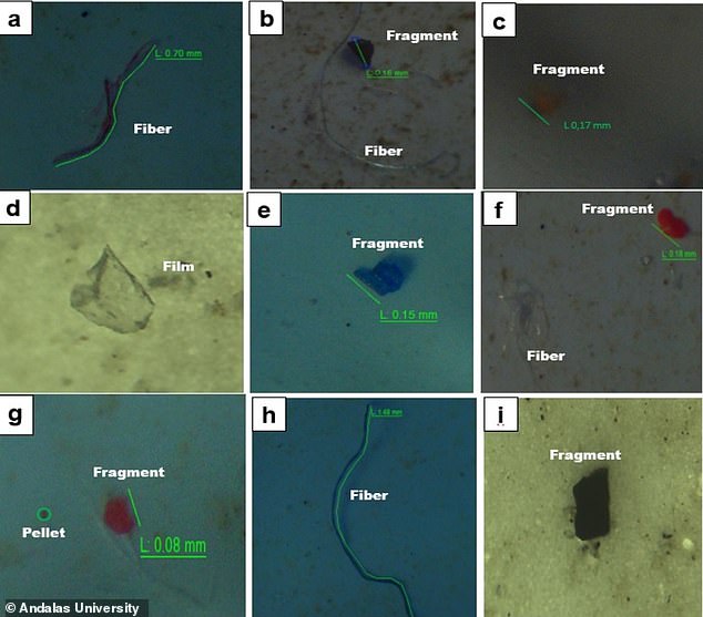 Researchers from Indonesia's Andalas University examined 21 brands of table salt and found that each brand contained small pieces of plastic, fibers, films and pellets.