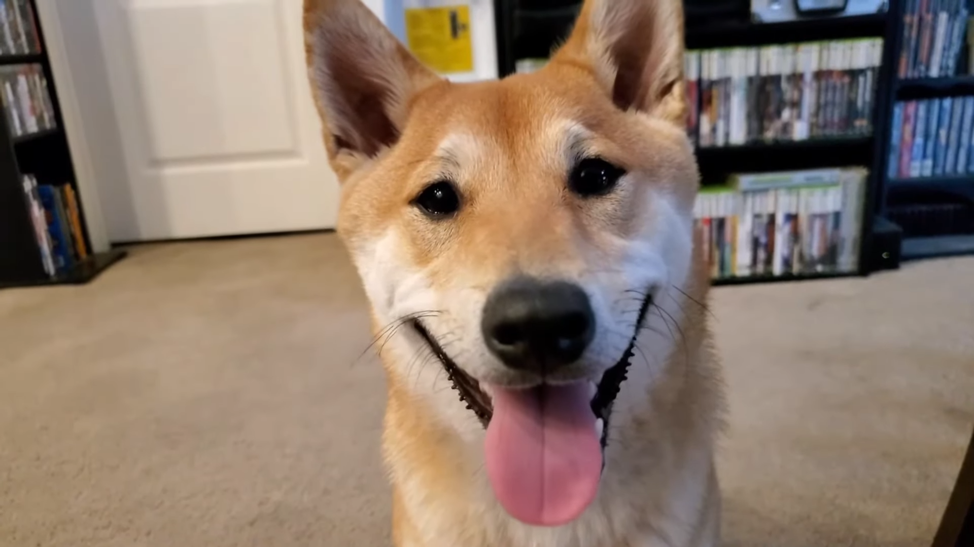 Owner of the worlds first speedrunning Shiba Inu reveals how