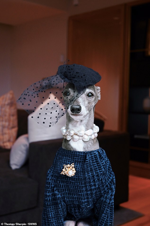 Meet Tika, the 12-year-old Italian Greyhound who loves to dress up in stylish outfits and attend exclusive fashion events around the world