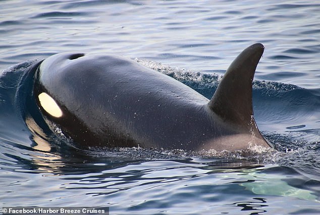 The Eastern Tropical Pacific pod containing nearly a dozen killer whales, including two calves, was spotted on the Palos Verdes Peninsula