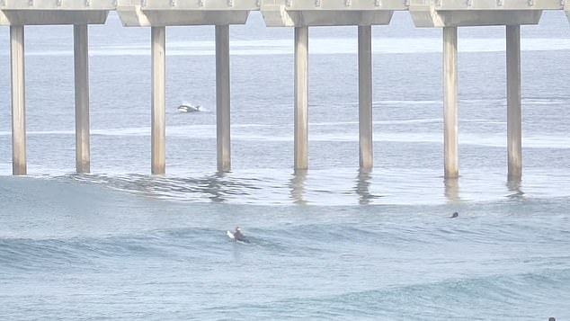 Today's footage shows a group of surfboarders watching killer whales leap through the water off the coast of San Diego's La Jolla