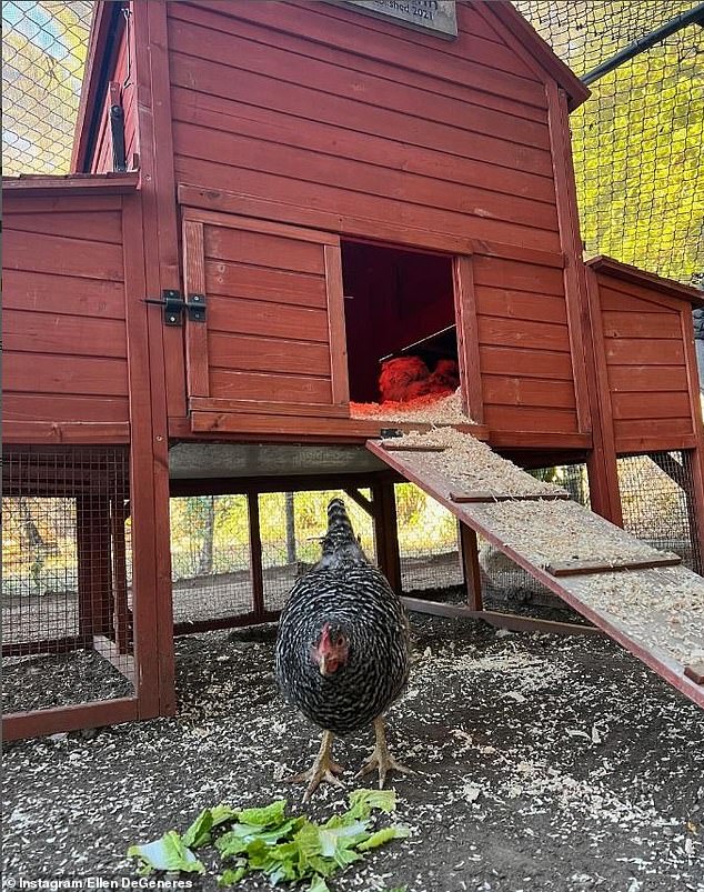 Sinkie's photo, which was posted to Ellen's Instagram, appeared to be taken outside Sussex's large wooden chicken coop