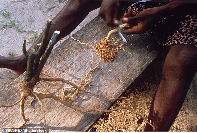 Ibogaine, from the iboga plant, has been used in shamanic rituals for centuries.  But now studies suggest it could also help alleviate PTSD in veterans