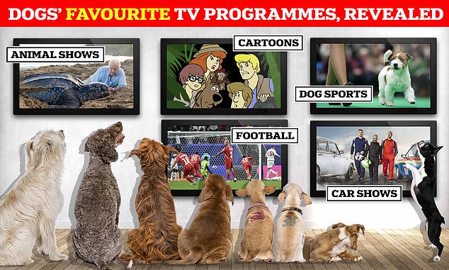 If your dog controlled the TV remote, what do you think he would watch?  According to a new study, it would be Scooby Doo, Crufts or The Dog House