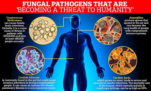 The World Health Organization has raised concerns about 19 'priority pathogens' growing and becoming resistant to treatments, including yeasts and molds.  Four species of fungi were included in the critical priority group: Aspergillus fumigatus, Candida albicans, Cryptococcus neoformans and Candida Auris.