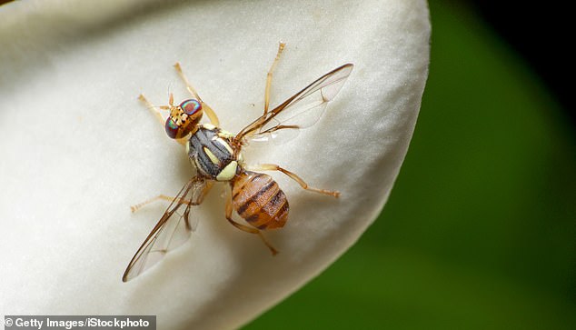 The oriental fruit fly, which is yellow and black and resembles a small bee, is known to attack more than 400 types of fruits and vegetables, including apricots, cherries, citrus fruits, figs, peaches, pears, plums and tomatoes.