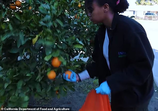 The California Department of Food and Agriculture plans to remove all fruits hanging from trees from 2,000 homes in the Redlands area of ​​San Bernardino County.