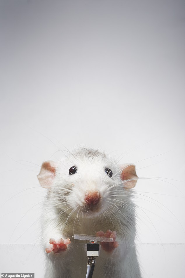 A French artist trained rats for two months to press a small shutter button on a camera pointed straight at them in a photo booth-like machine