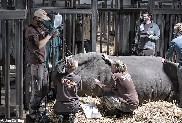 The IVF treatment resulted in a successful pregnancy, although the rhino died of an infection 70 days later