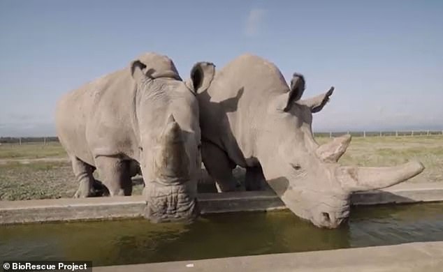 Northern white rhinos are considered extinct;  only two females are still alive