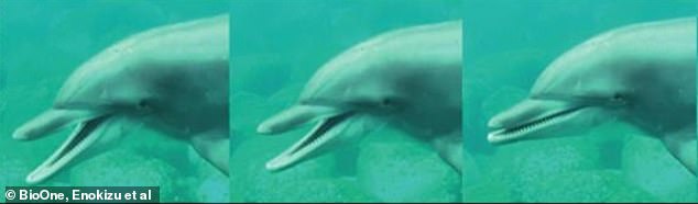 Scientists capture first ever footage of dolphins YAWNING in the wild