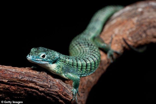 The new species is related to the tree alligator lizard and was found in Coapilla, a city in southern Mexico, about 700 kilometers from Mexico City.