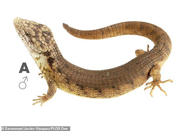 Researchers have found a new 'alligator-like' creature hanging up to 60 feet in the air on treetops in Mexico