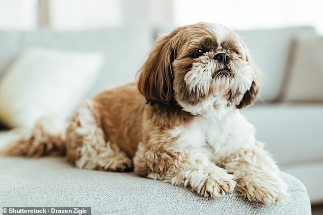 Vets from the Royal Veterinary College (RVC) have revealed the most common conditions affecting Shih Tzu dogs in Britain (stock image)