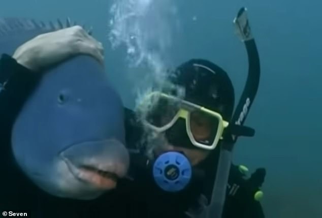 Animal documentary maker David Ireland, 76, (pictured) first befriended the beloved giant in the 1980s when he ran a nearby dive shop and filmed underwater adventures for TV