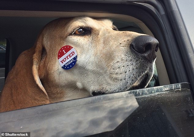 Does your pet need to vote?  A new study explains the logistics of an animal voting system (stock image)