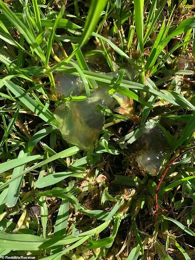 The baffled homeowner stumbled upon the jellyfish-like blobs while in the garden of his Sydney apartment building