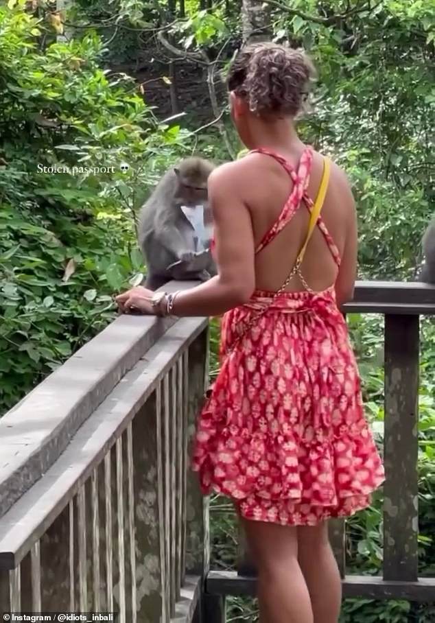 A terrified Portuguese tourist desperately tried to get her passport back from a monkey who stole it in the Sacred Monkey Forest in Ubud, Bali