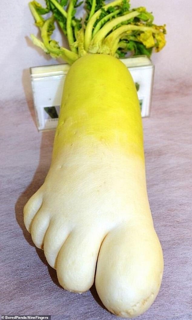 This bizarre radish was perfectly shaped like a very large human foot, complete with five toes