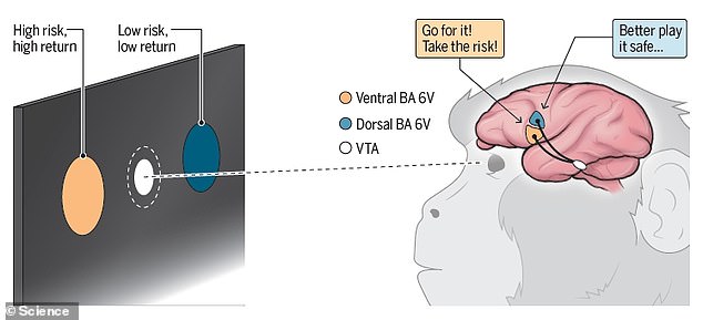 Activating part of the monkey's frontal lobe encouraged the animal to go for a large reward that had a low probability of success.  By activating a different region, the monkey stuck with an option with a better chance of winning a smaller reward