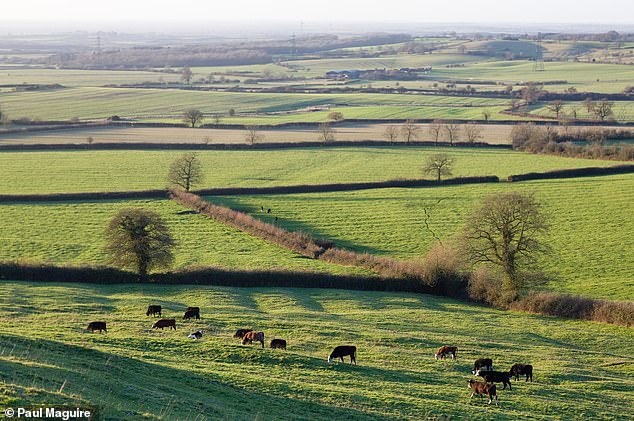 Hedgerows have been an integral part of our rural landscape since the Bronze Age.  Traditionally, they mark boundaries and keep livestock inside.  Pictured: hedgerows in Aylesbury Vale, Buckinghamshire