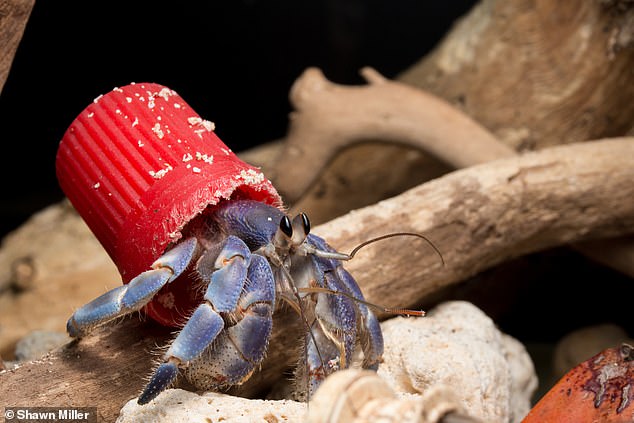 Startling footage shows hermit crabs, instead of shells, are turning to metal bottle caps and bulb fragments to call home