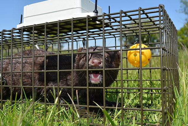 American Mink is a ruthless killer who has decimated wildlife wherever he goes: slaughtering sand martins, kingfishers, lapwings, frogs and toads