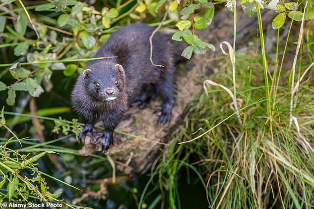 One of Britain's most notorious invasive species – the American mink – could soon be eliminated from Britain after a successful trial