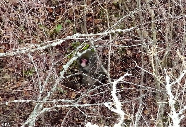 The first drone footage of an escaped Japanese snow monkey has been captured, showing the animal walking through the forest just 300 meters from the park