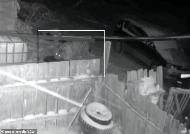 An Amur tiger, captured by a CCTV camera, is seen carrying away a guard dog it had killed