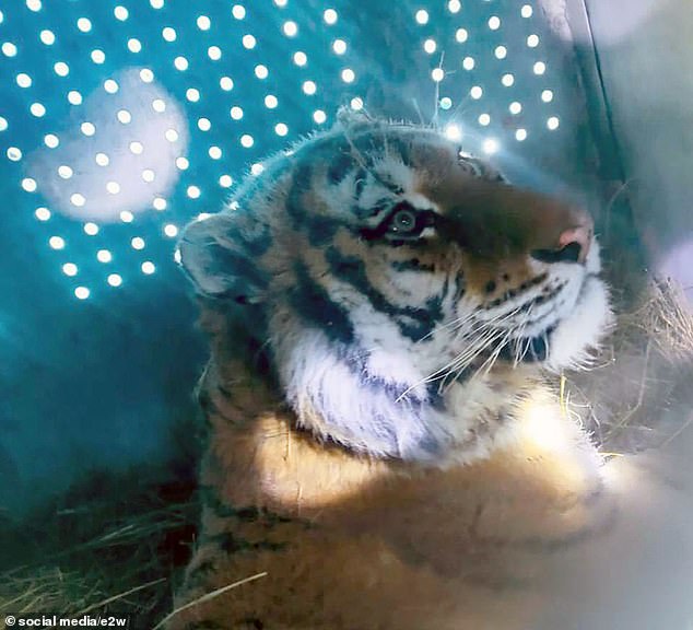 Giant Amur tigers (pictured) – considered the largest cats in the world – are believed to have been behind a series of attacks over the past year, in which two people were killed by the beasts and several others injured.