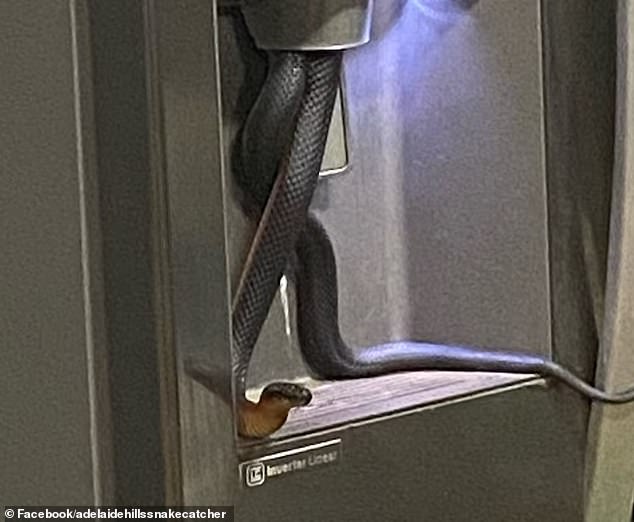 Adelaide Hills resident Gail Auricht found the venomous snake tangled around the ice dispenser in her second refrigerator (pictured)