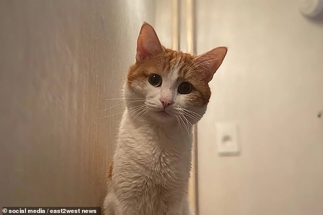 Twix, a cat, was found dead in Kirov, Russia, after being kicked off a train in subzero temperatures