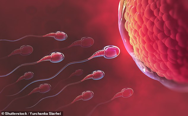 Research shows that an increase in temperature can change the sperm count, the shape of the sperm and the speed at which they can swim.  Men wearing tight-fitting cycling shorts have been warned about overheating their groin area, and the British Fertility Society has previously warned men against using a hot laptop directly on their lap