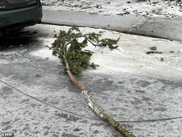 They died when their feet hit the ground as electricity from the live wire (seen here) flowed beneath them - through the car, through it and into the ground