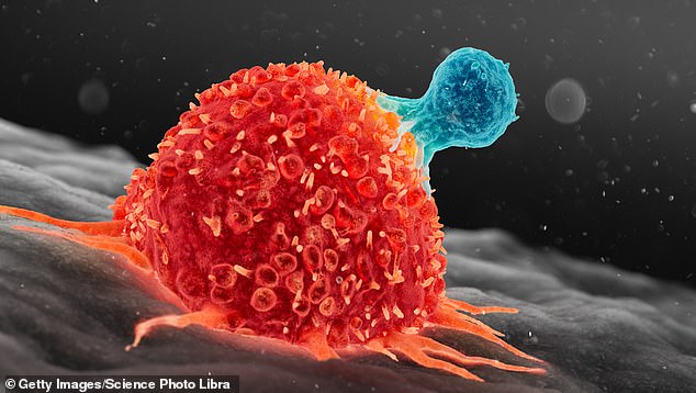 An illustration of a T cell, blue, attacking a cancer cell, red.  This underlines how CAR-T therapies work