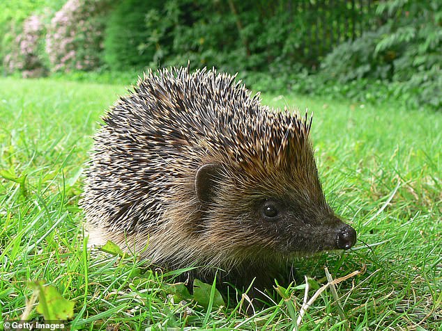Researchers from the University of Oxford have carried out a series of tests to create 'hedgehog-friendly' robotic lawn mowers that won't maim the spiny mammals when they come to roost in our gardens