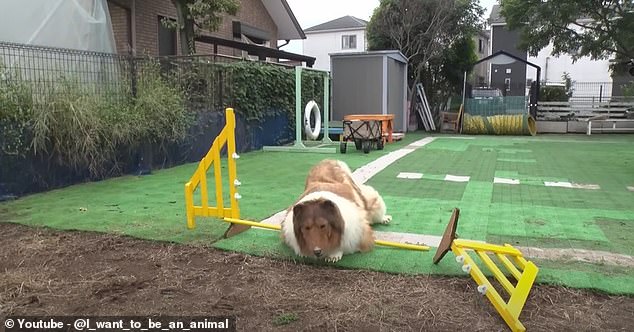 Toco first tries to jump over a yellow steel obstacle, measured at a height of about 40 cm, before crashing in a heap on the support pole