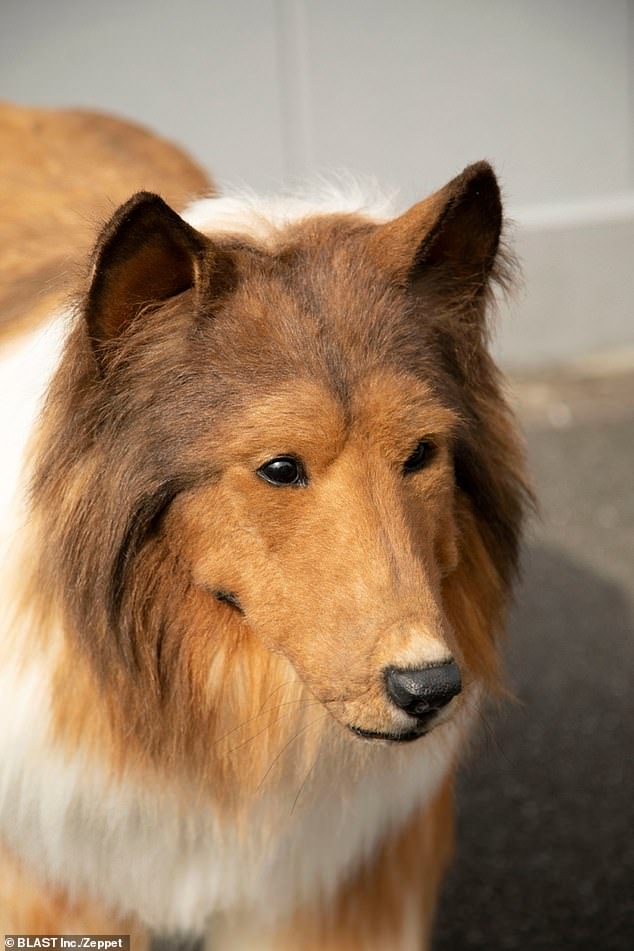 Toco, who spent $14,000 on a custom-made rough collie costume in 2022, has now reconsidered his decision to become a dog