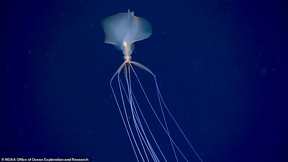 In the total darkness and extreme pressure of the deep sea, only strange creatures like this Bigfin Squid in the Gulf of Mexico are well adapted enough to survive